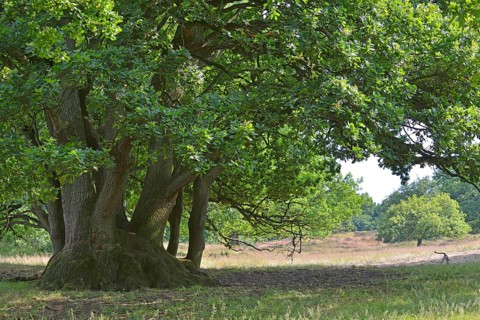 Oak (Quercus robur)