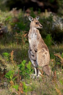 Eastern Grey Kangaroo (Macropus giganteus)