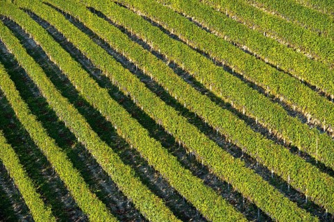 Vineyard with rows of grape vines