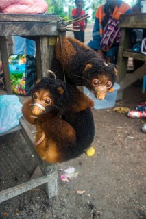 Tree-kangaroos (Marsupials) for sale on a market