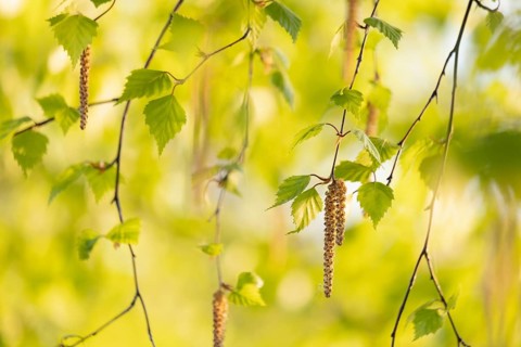 Branches of Silver birch (Betula pendula) with flower catkins