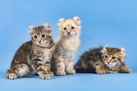 Three breedscats American Curl (Felis silvestris catus)