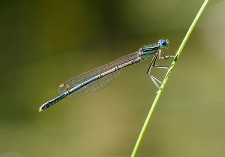White-legged damselfly (Platycnemis pennipes) on blade