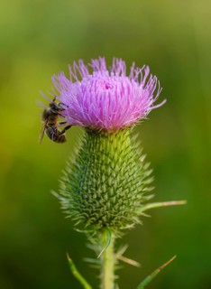 Spear Thistle (Cirsium vulgare) with honeyBee (Apis)