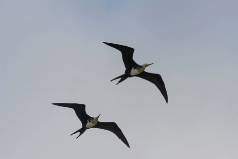 Young Great Frigatebirds (Fregata minor) in flight