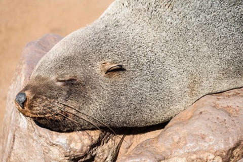 Sleeping Brown Fur Seal or Cape Fur Seal (Arctocephalus pusillus)
