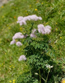 Columbine Meadow Rue (Thalictrum aquilegiifolium)