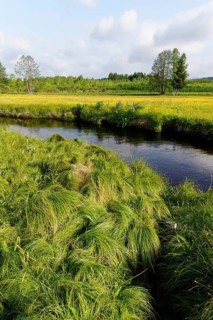 Grosse Ohe river in the Klosterfilz