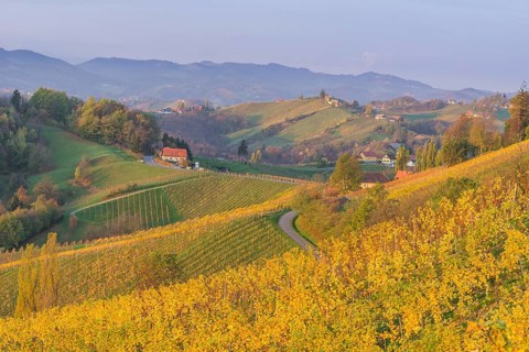 Autumnal vineyards and farmhouses in the morning light