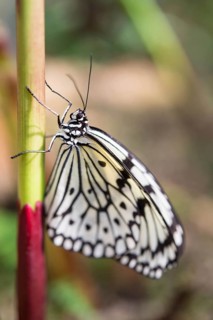 Large Tree Nymph or Paper Kite (Idea leuconoe)