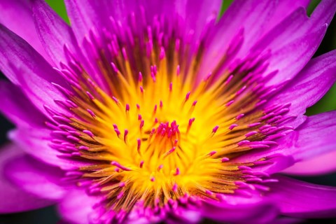 Water Lily (Nymphaea)