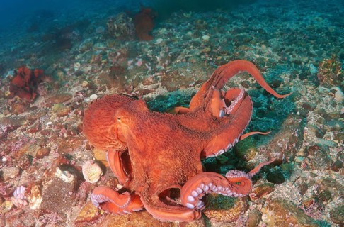 Giant Pacific Octopus or North Pacific Giant Octopus