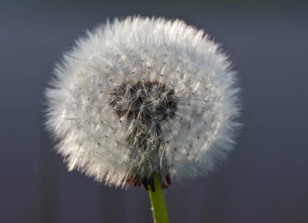 Dandelion clock (Taraxacum officinale)