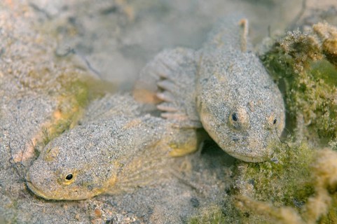 Bighead Sculpins (Batrachocottus baicalensis)