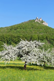 Reussenstein castle ruins above Neidlingen Valley