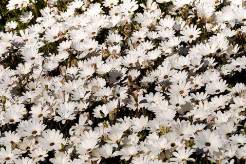 Cape Marigolds or African Daisies (Osteospermum ecklonis)