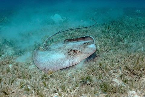 Reticulate whipray (Himantura uarnak) on seagrass meadow