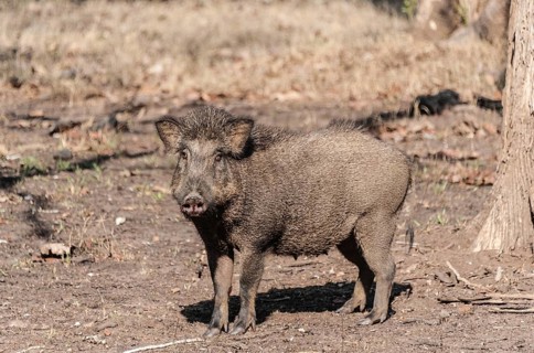 Indian Wild Boar (Sus scrofa cristatus)