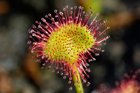 Round-leaved Sundew (Drosera rotundifolia) leaf blade with secretion tentacles