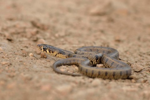 Grass Snake (Natrix natrix persa)