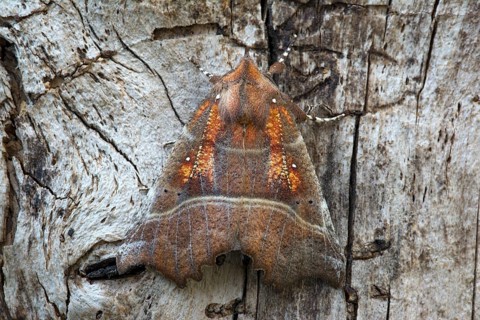 The Herald (Scoliopteryx libatrix)
