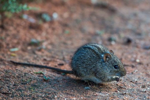 Four-striped grass mouse (Rhabdomys pumilio)
