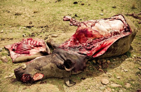 Poached white rhino