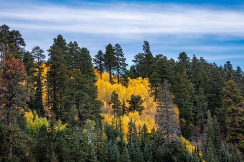Autumnally colored Common aspens (Populus tremula) between Coniferous Forest