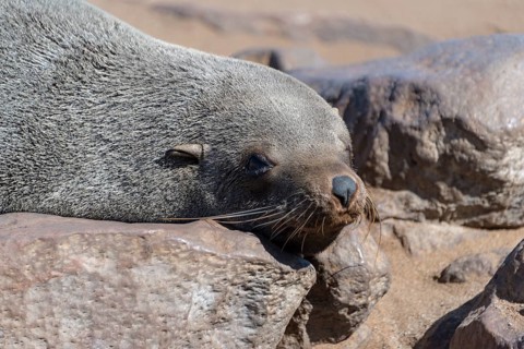 Brown Fur Seal or Cape Fur Seal (Arctocephalus pusillus) lying on a rock