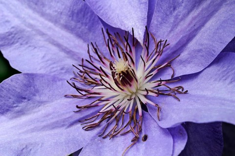 Stamens of a Clematis (Clematis)
