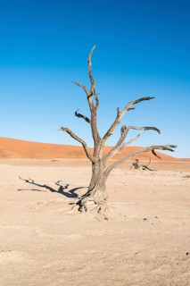 Dead tree in a dried-up salt and clay pan
