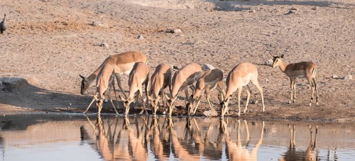 Blacked-faced Impala or Black-faced Impala (Aepyceros melampus petersi)
