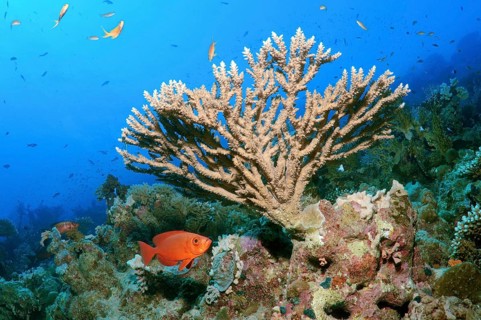 Coral reef