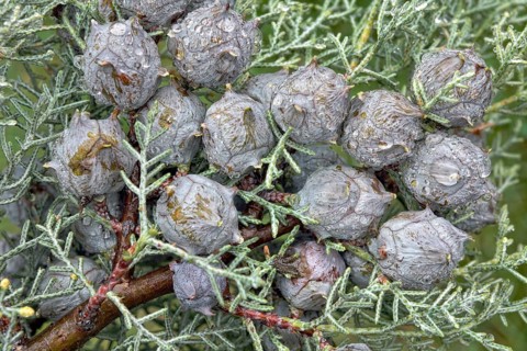 Cypress (Cypressus sp.) cones during rain