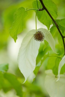 Handkerchief tree (Davidia involucrata) flowers and leaves