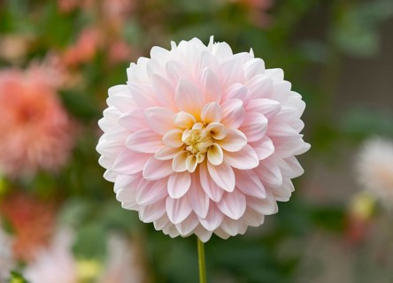 Dahlia (Dahlia) 'Worthersee Rose' cultivar
