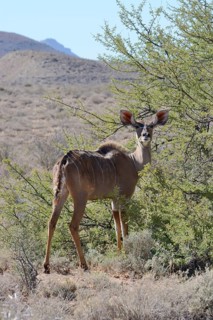 Greater Kudu (Tragelaphus strepsiceros)