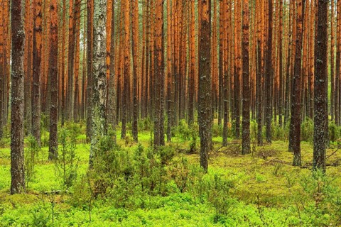 Scots Pines (Pinus sylvestris) in a dense pine forest
