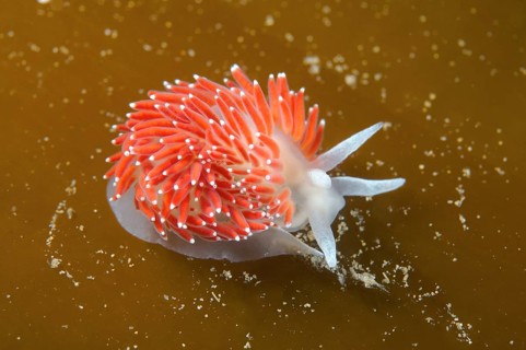 Red-finger Aeolis (Flabellina verrucosa)