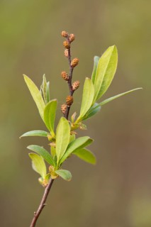 Bog Myrtle or Sweet Gale (Myrica gale)