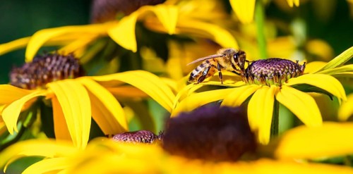 Honey bee (Apis mellifera) sits on yellow flower