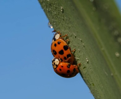 Asian lady beetle (Harmonia axyridis)