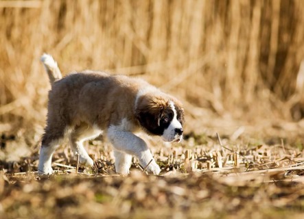 Saint Bernard puppy walking along the shore of a pond