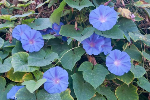 Purple Morning Glory (Ipomoea purpurea)