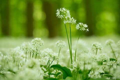 Ramsons (Allium ursinum) flowering