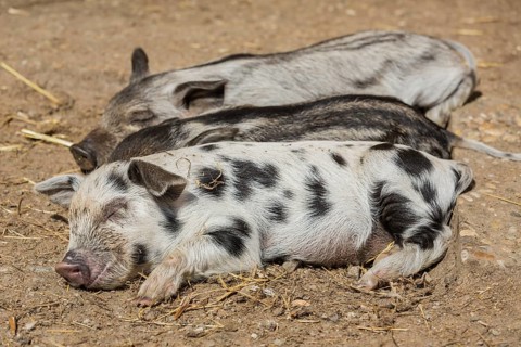 Mangalitsa or Mangalitza Pigs and a Turopolje Pig (Sus scrofa domestica)