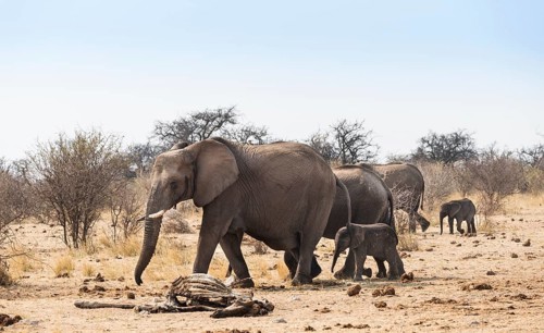 Small herd of African Bush Elephants (Loxodonta africana) marching with a calf past a skeleton of a giraffe