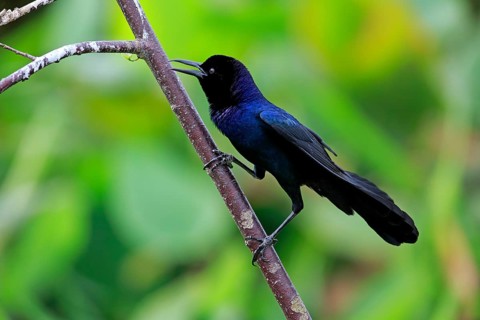 Boat-tailed Grackle (Quiscalus major)