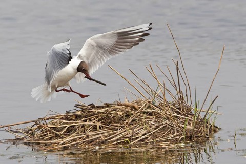 Black-headed Gull (Larus ridibundus) with nesting material on approach to nest