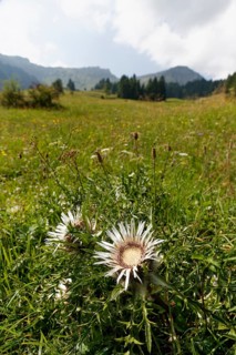 Stemless carline thistle (Carlina acaulis)